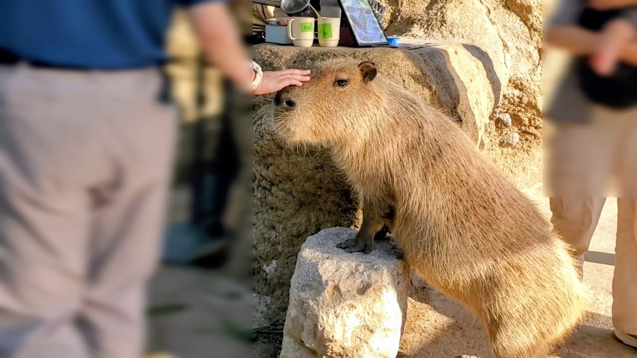 ごはん売り場は終了です 食いしん坊のカピバラさんがおねだり開始。The
