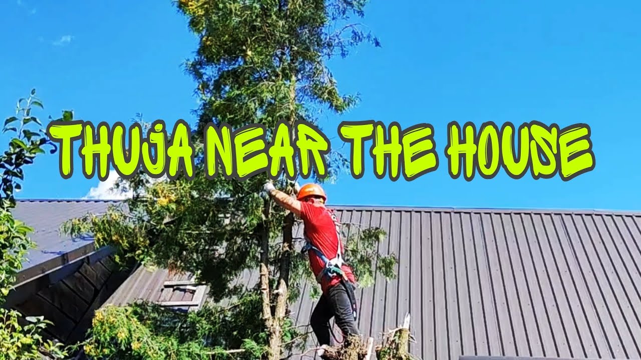 We Cut Down A Tree Near The House In Parts arborist lumberjack we-cut-down-a-tree-near-the-house-in-parts-arborist-lumberjack