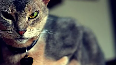 Video 11692341: breed maine coon, abyssinian breed, popular cat breeds