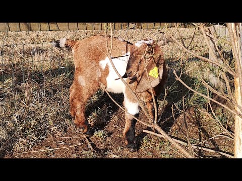 Как выбрать козлика или козла на племя. Инструкция для новичков.