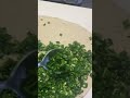 Parata Bolani Afghani Food Shorts Video Cooking Video Sv Parata Bolani Afghani Food Shorts Video Cooking Video Sv
