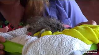 Miss Leslie lifts tiny, rescued baby sloth Robin from those quicksand blankets!  Recorded 01\/07\/23