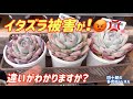 【多肉植物】💢イタズラ被害が❗️😡 頭にくるなー、信じられん🤬🔥