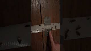 How To Make A Roach Trap (Duct Tape Only)(Very Easy)(Super effective)