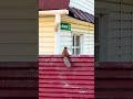 Our new neighbor is the mama squirrel. Наша новая соседка мама белка.