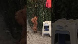 A Gambe Allaria X Fare Pipì