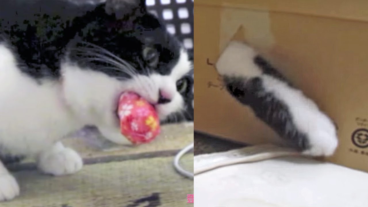 猫カフェ 横浜 猫の手が出る?箱の穴♪〜お手玉咥え、離さない！おもしろ笑える遊び方☆ Tuxedo cat Hatch Playing, box and ball.Funny cat.