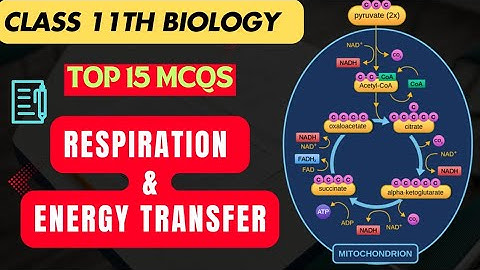 📝Top 15 Respiration And Energy Transfer MCQs | Class 11th Biology MCQs |
