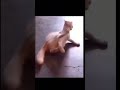 quê loucura é essa 😺 #cat #pets #funny