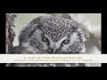 Finding the Boreal Owl