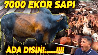 KERAJAAN SAPI, PAKAN 1 HARI SAJA BISA 112 TON ...❗❗❗