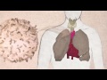 Inside the Thymus