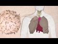The Journey of T-Cells from Thymus Development to Immune Defense