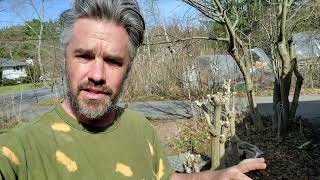 Elderberry Pruning - Discussion and Considerations