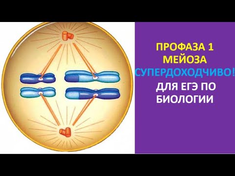 11. Профаза 1 мейоза супердоходчиво! Для ЕГЭ по биологии