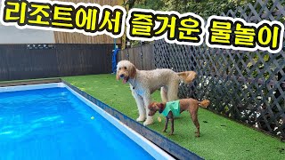 대형견도 놀 수 있는 충주 켄싱턴리조트 리뷰