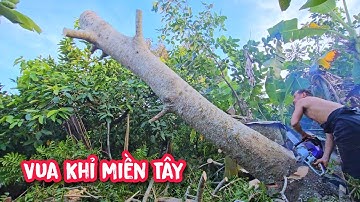 Vua khỉ cưa hạ gốc cây Cóc trong vườn Mận An Phước đang ra bông.