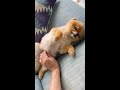 感情を失った犬