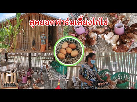 สุดยอด #โรงเรือนเลี้ยงไก่ไข่ #ไก่ไข่สร้างรายได้ #การเลี้ยงไก่ไข่อารมณ์ดี