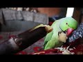 Indian Ringneck parrot Eating Sugarcane