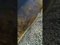 Clearing a blocked drain