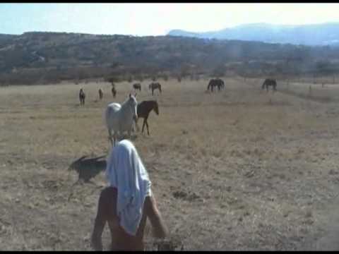 Filling Horse Bath