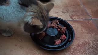 Video thumbnail of "Cat Chooses Between Beyond Meat and Beef"