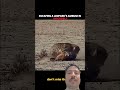 “Survival Mode” #LeopardVsDogs#LeopardAttack#WildlifeFight#PredatorVsPack#AnimalBattle#LeopardHunt