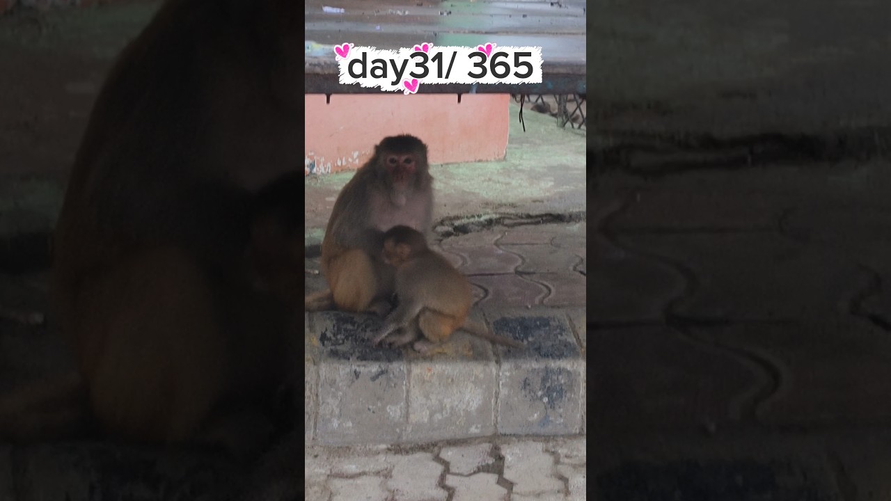 day 31/365 daily vloging