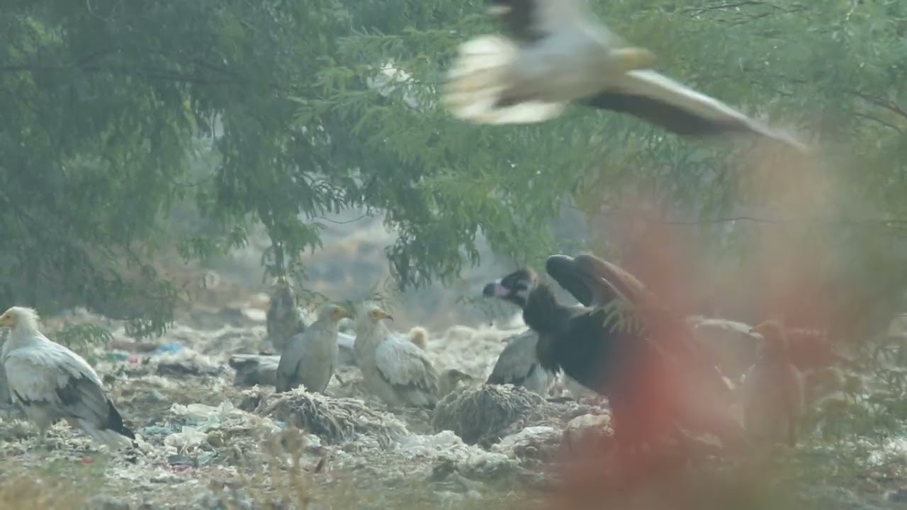 जोड़ बीड़ के विशालकाय गिद्ध Giant Vulture of Jodbeed