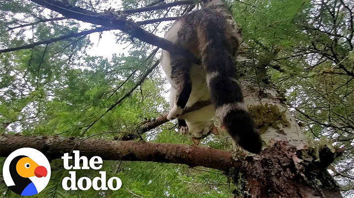 This Cat Was Stuck On A 50ft Tree For Two Days | The Dodo