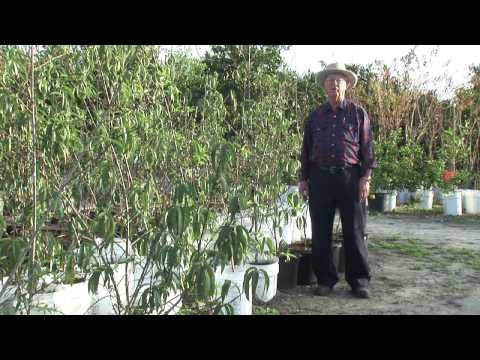 Video: Peach Tree Fertilizer - How To Fertilize Peach Trees