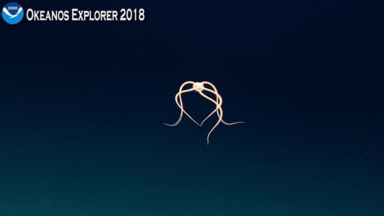 Okeanos Explorer Video Bite Rare Footage of Brittle Star Swimming