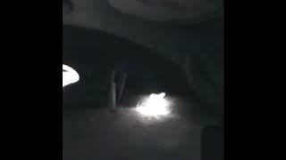 Tiger Tikhon sedated