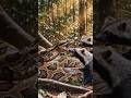 amazing😱😱piton besar melawan dua ekor musang sekaligus #wildlife #animals #fypshorts