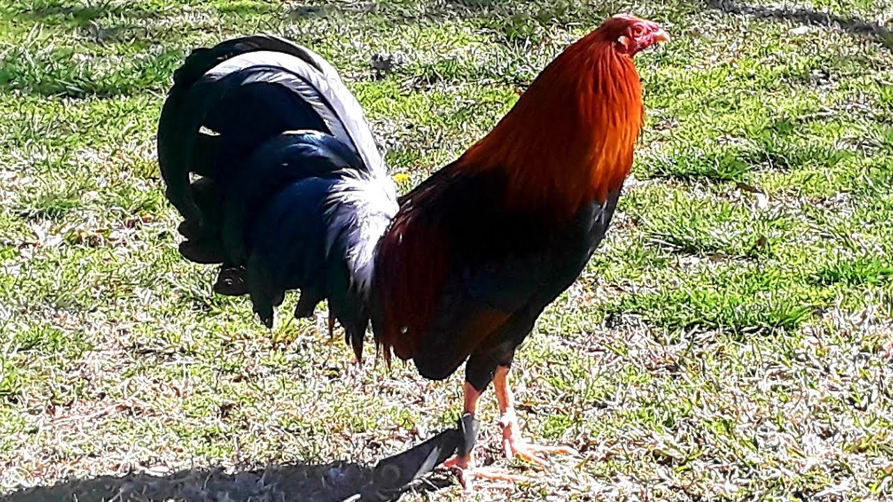 American Gamefowl Farm YouTube