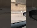 طائر الفلامنكو يتجول في شوارع العراق العراق فلامنجو