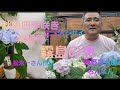秋色四季咲き姫紫陽花‼️松永一さん作出霧島の恵を詳しく紹介しました！秋色紫陽花の種類や様々な角度から牧野富太郎さんのヒメアジサイの話など盛りだくさんで紹介しました！