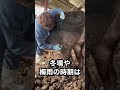 【明日出荷】牛を綺麗にしたよ🐃🧹