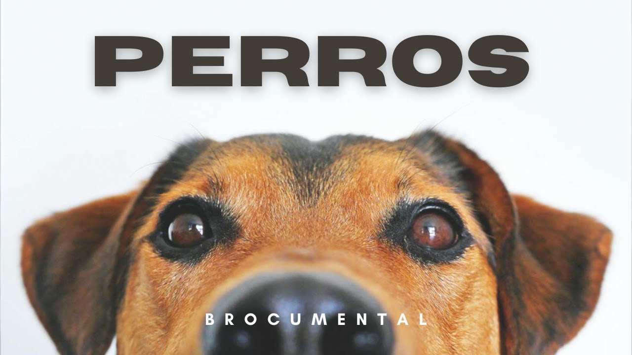 Perros | Brocumental