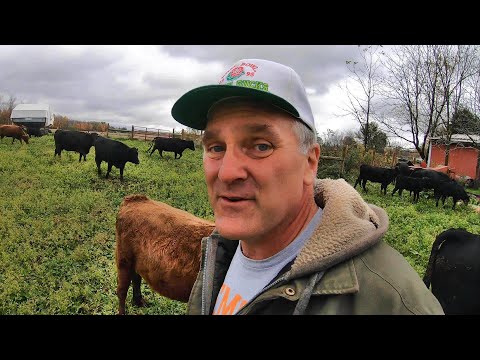 How We Care for Cattle in the Winter