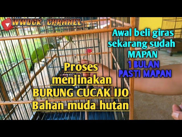 cara menjinakan burung CUCAK IJO BAHAN Hasil ngombyok di pasar, Awalnya giras sekarang sudah mapan class=