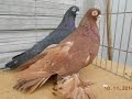 какие бывают виды армавирских голубей