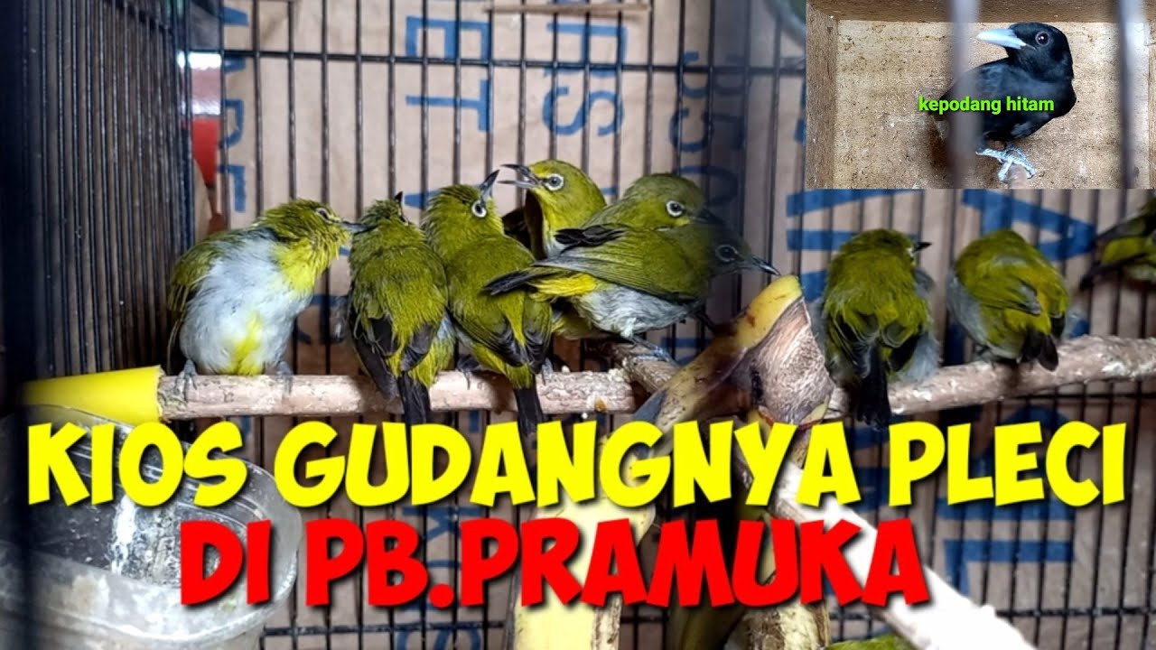GUDANGNYA PLECI!!!HARGA BURUNG TERBARU DIKIOS KANG HERI PASAR BURUNG PRAMUKA