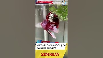 Có loài cá cảnh giá tới 10 tỷ đồng – Bạn tin không? #drvet