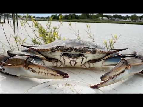 Crabbing New Jersey - Father’s Day Weekend 