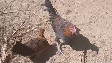 Me nyuam qaib dib noob qaib qus zoo nkauj heev