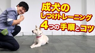 成犬のしつけトレーニングの4つの手順とコツ！保護権マリーの変化も見てみてください！