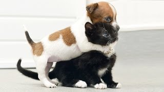 Cat Meets Puppy ★ Cats Meeting Puppies For First Time (HD) [Funny Pets]