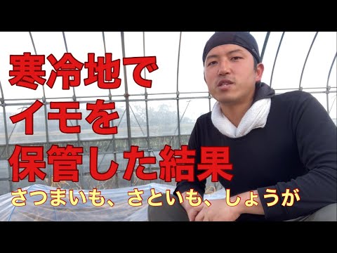 ①寒冷地でイモ3種類を越冬させてみた2023.3.19